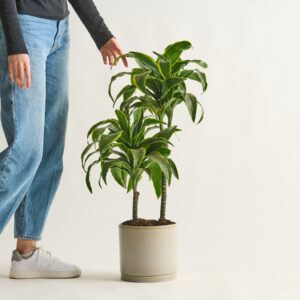 Drachenbaum 'Dorado' S