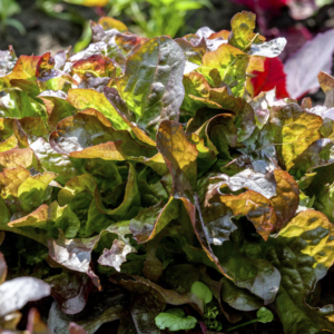 BIO Roter Pflücksalat