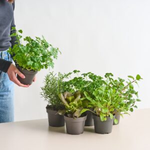 DEAL: BIO Kräuter Set - 6 Stück