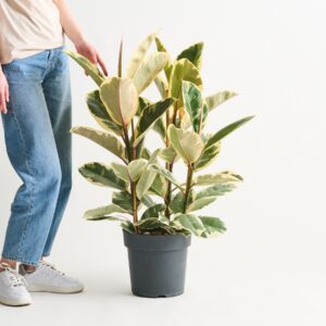 Ficus 'Tineke' M