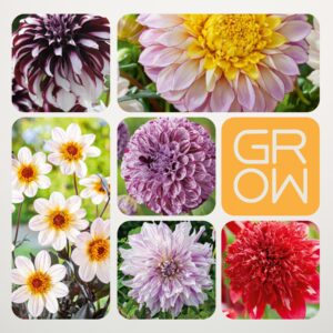Dahliengarten Set - 6 Knollen