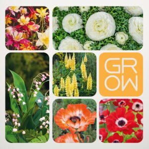 Early Birds Set - 35 Knollen