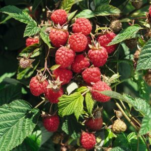 BIO Himbeere 'Willamette' S