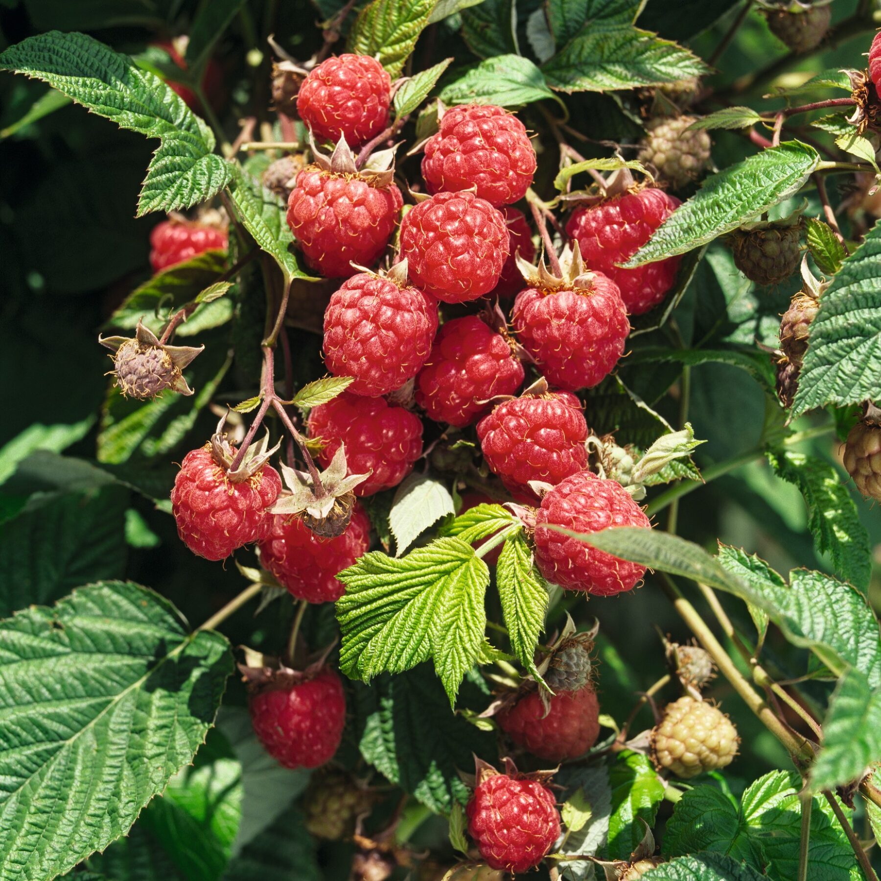 BIO Himbeere 'Willamette' S