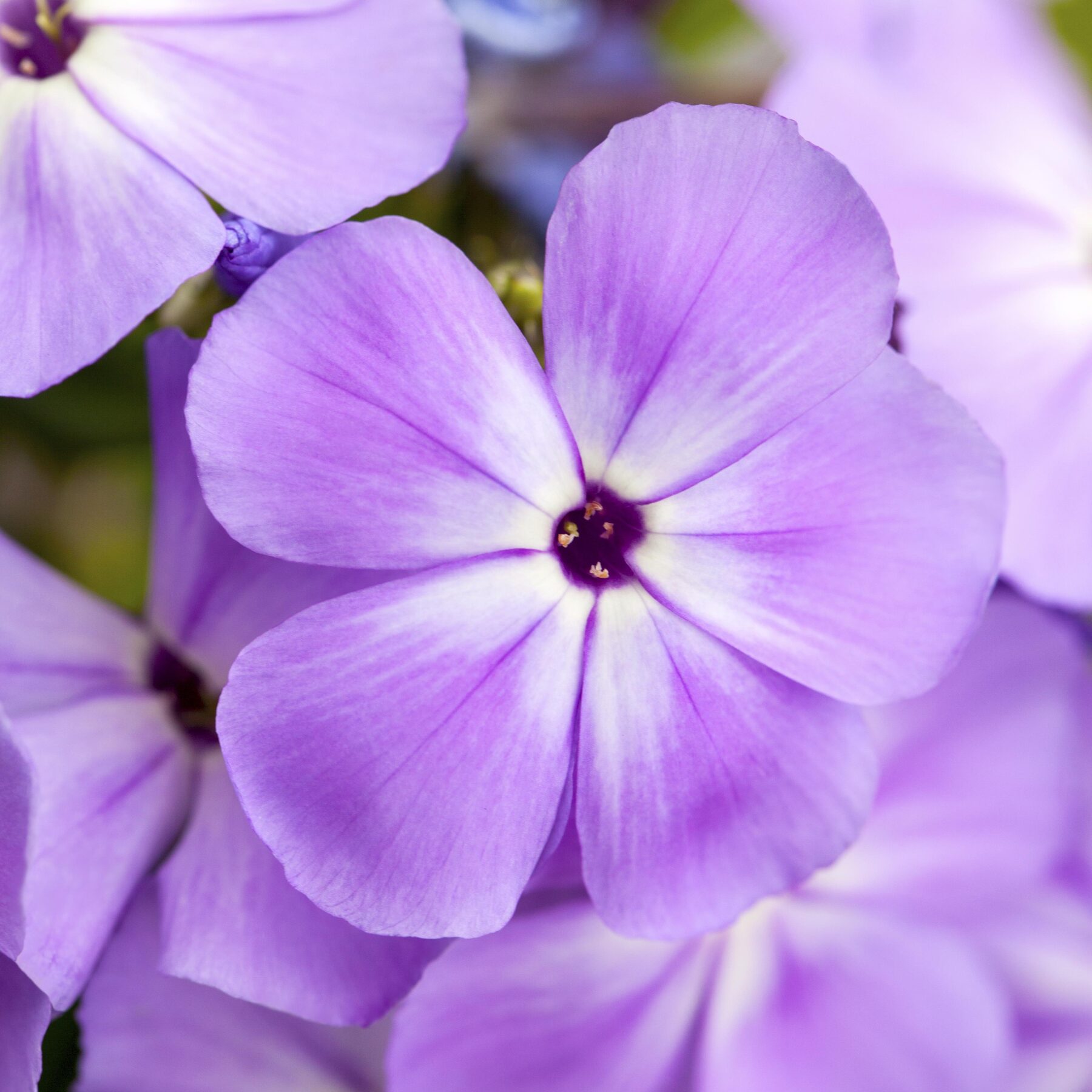 Phlox paniculata 'RockCollection®' Lila