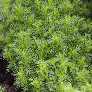 BIO Lakritztagetes