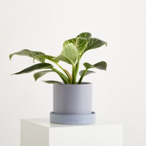 Blumentopf Keramik 'Portugal' Flieder Matt mit Untersetzer XL - 11 cm