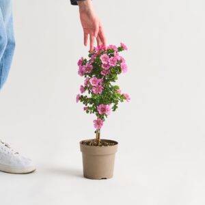 Rosa Kapmalve - Stämmchen