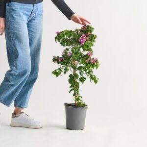 Bougainvillea 'Glabra' Lila - Stämmchen