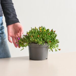 Dreifarbige Mittagsblume