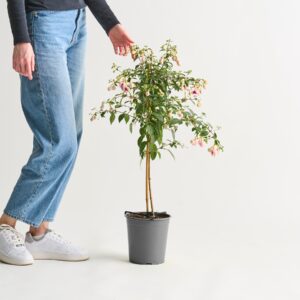 Fuchsie - Stämmchen Rosa/Lila