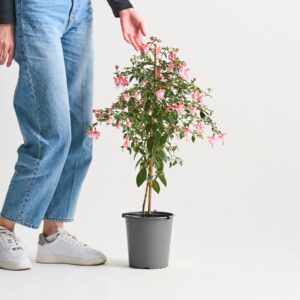 Fuchsie - Stämmchen Rosa/Weiß