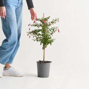 Fuchsie - Stämmchen Rot/Lila