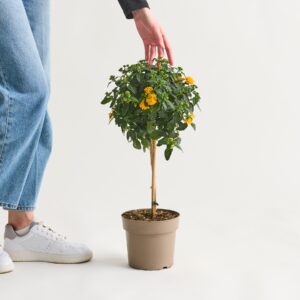Orangenes Wandelröschen - Stämmchen M