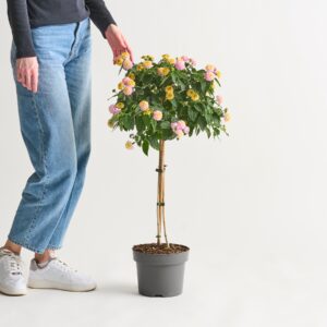 Rosa Wandelröschen - Stämmchen