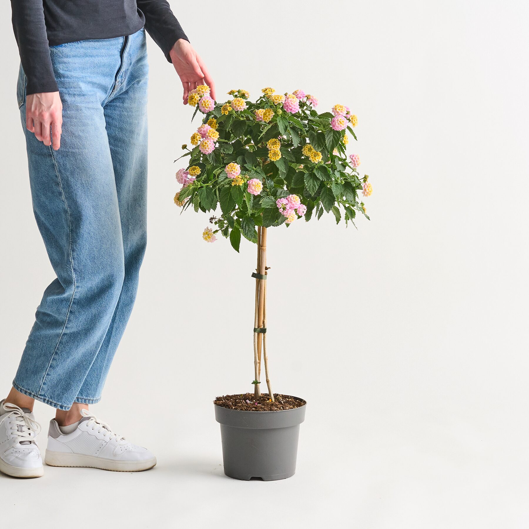 Rosa Wandelröschen - Stämmchen