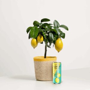 Little Lemon mit Limoncello Spritz 250 ml