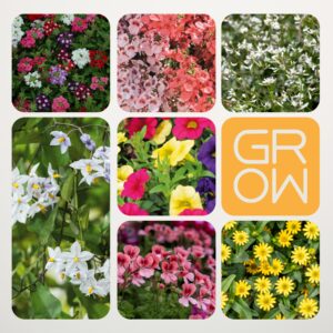 Sommerpflanzen Überraschungsmix - 6 Stück