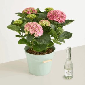Hortensienschatz mit Freixenet Piccolo Blanc 0,2l