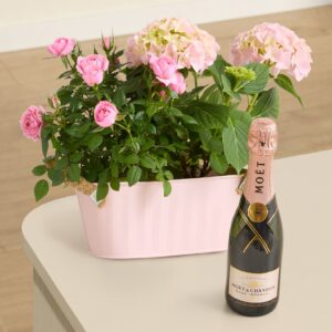 Pastelltraum mit Moet & Chandon Imperial Rosé 0,375l