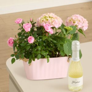 Pastelltraum mit Freixenet Piccolo Blanc 0,2l