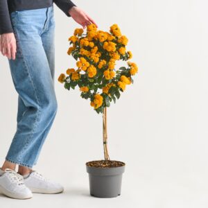 Orangenes Wandelröschen - Stämmchen S
