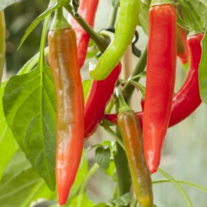 BIO Chili 'Flambinos'