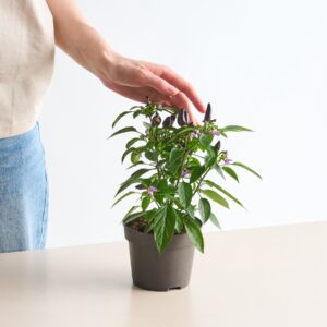 BIO Feuerküsschen