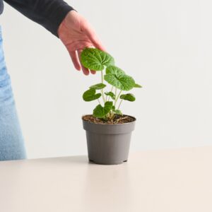 BIO Echter Wasabi