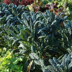 BIO Grünkohl 'Nero di Toscana'