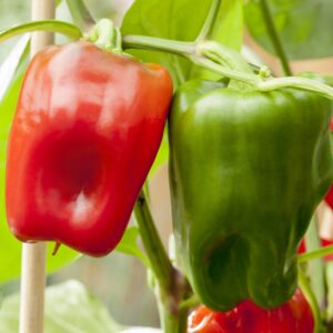BIO Rote Blockpaprika