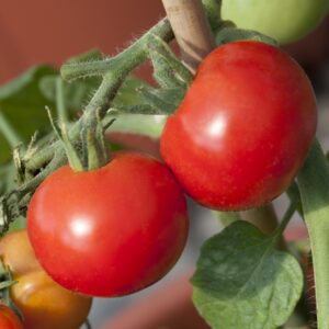 BIO Hängetomate 'Brasil©'