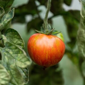 BIO Veredelte Tomate 'Red Zebra'