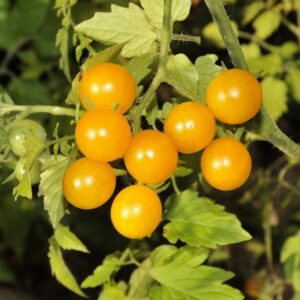 BIO Veredelte Cocktailtomate 'Golden Pearl'