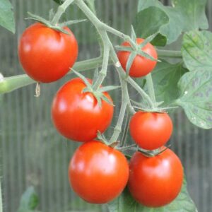 BIO Veredelte Cocktailtomate 'Picolino'