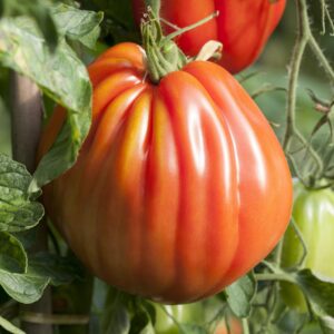 BIO Veredelte Ochsenherz-Tomate 'Corazon'