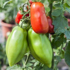 BIO Veredelte Roma-Tomate 'Giano'
