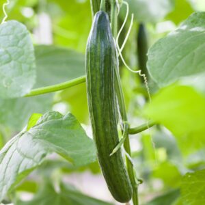 BIO Veredelte Schlangengurke 'Cyrano'