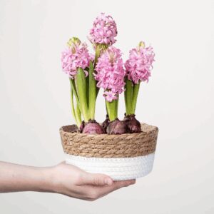 Zarte Knospen