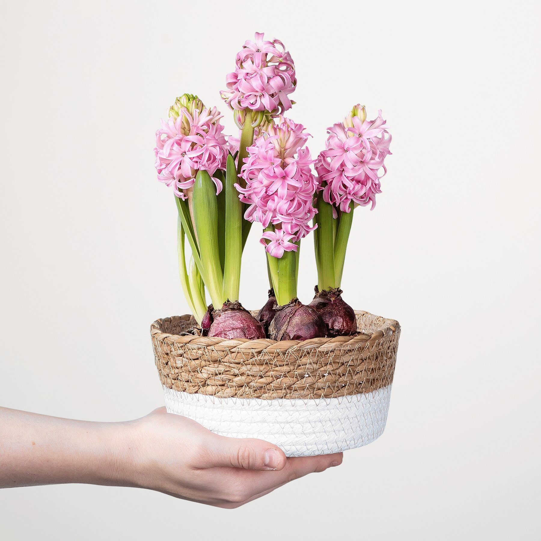 Zarte Knospen