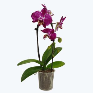 Table Dance Wasserfall Bordeaux Beauty mit bordeaux-violetten Blüten und 1 Rispe