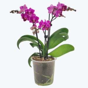 Phalaenopsis Bogota mit pink-violetten Blüten und 3 Rispen
