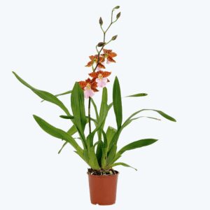 Odontoglossum bictoniense rosa-braunen Blüten und 1 Rispe