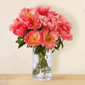 10 Pfingstrosen Coral Charme