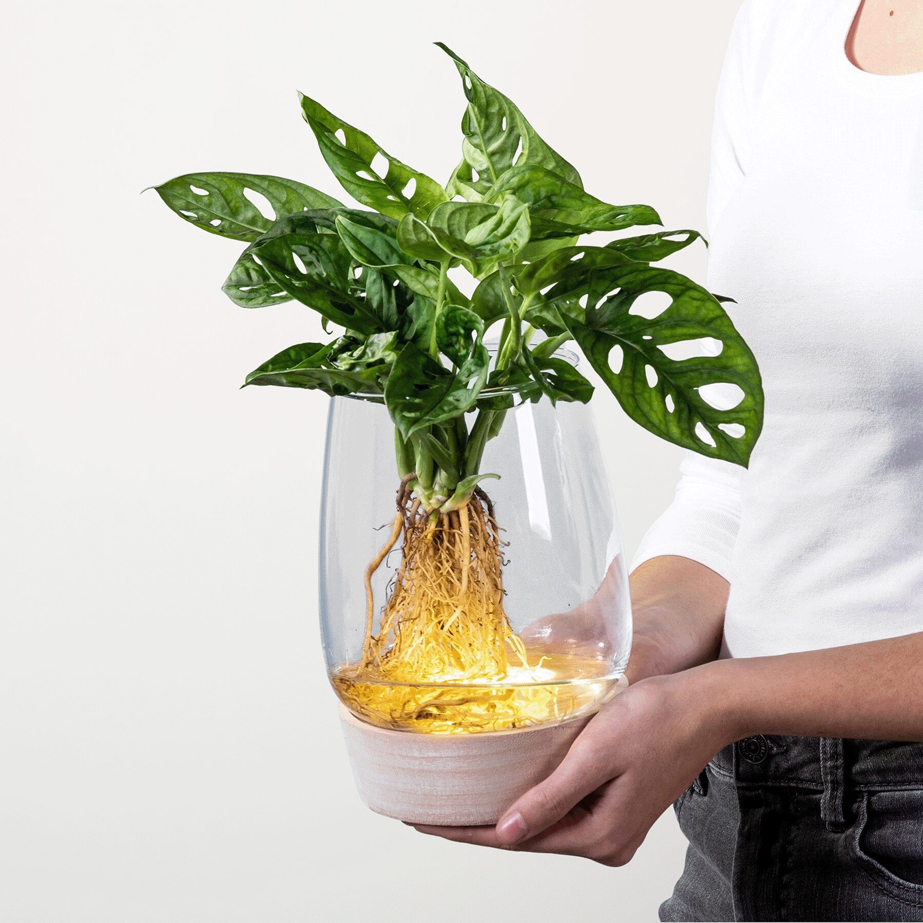Waterplant 'Monstera' im Glas mit LED