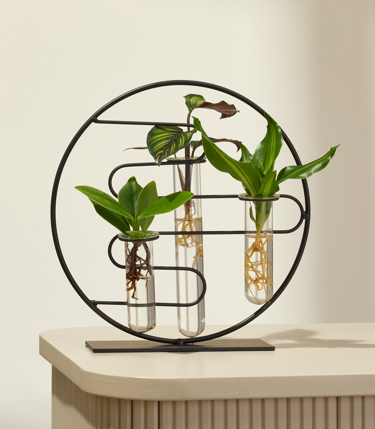 Waterplant Mix im Ring