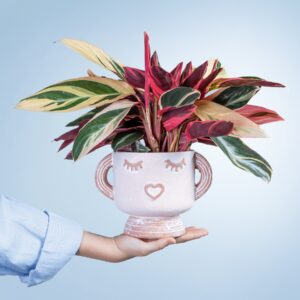 Happy Plant
