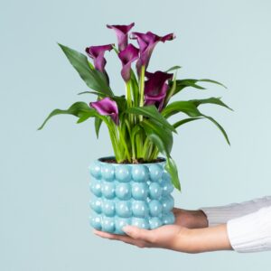 Calla Bubbles