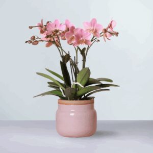 Pink Satin