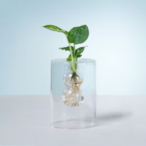 Baby Plant Lab